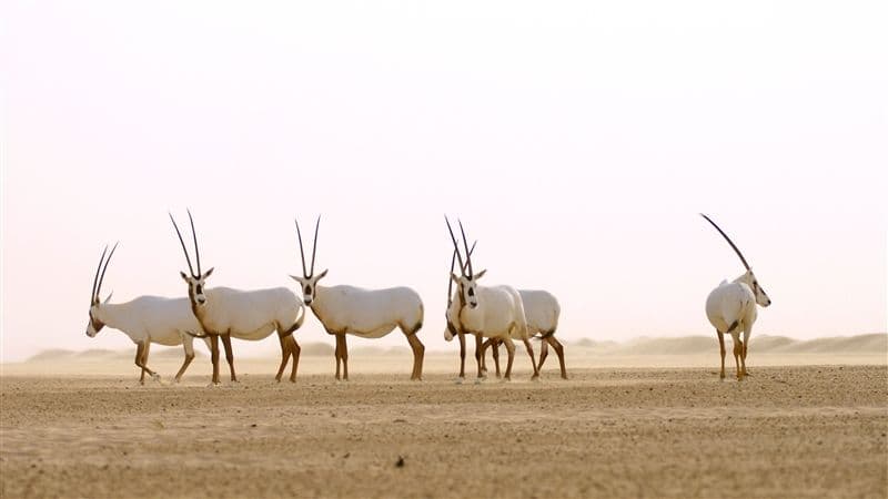 Al Marmoom Desert Conservation Reserve