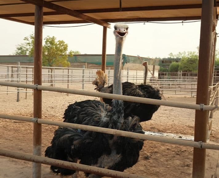 The Ostrich Farm and Its Many Stories