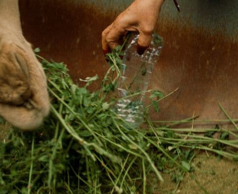 Year of Sustainability