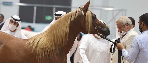 معرض أبوظبي الدولي للصيد والفروسية 2025