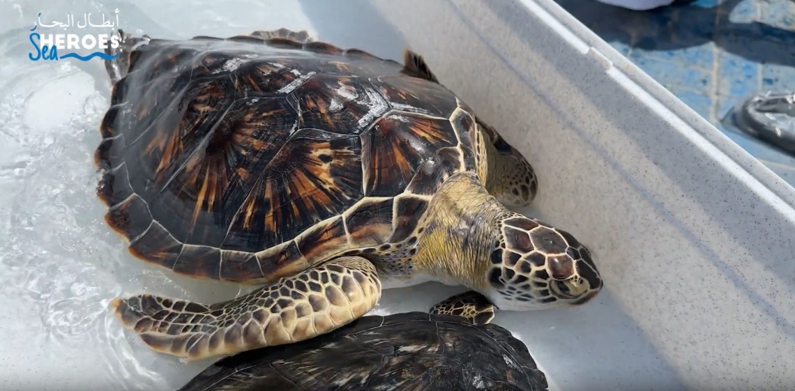 'Sharjah Aquarium' safety valve for marine turtles